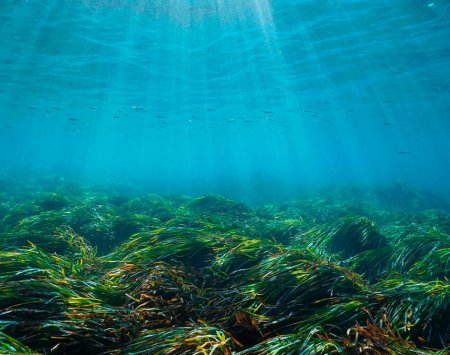 Posidonia este un ecosistem subacvatic major, esențial pentru Mediterana