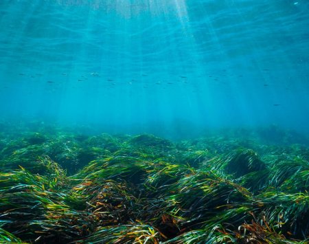 Posidonia este un ecosistem subacvatic major, esențial pentru Mediterana